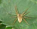 Dolomedes_fimbriatus_D3095_Z_85_Loosdrechtse plassen_Nederland